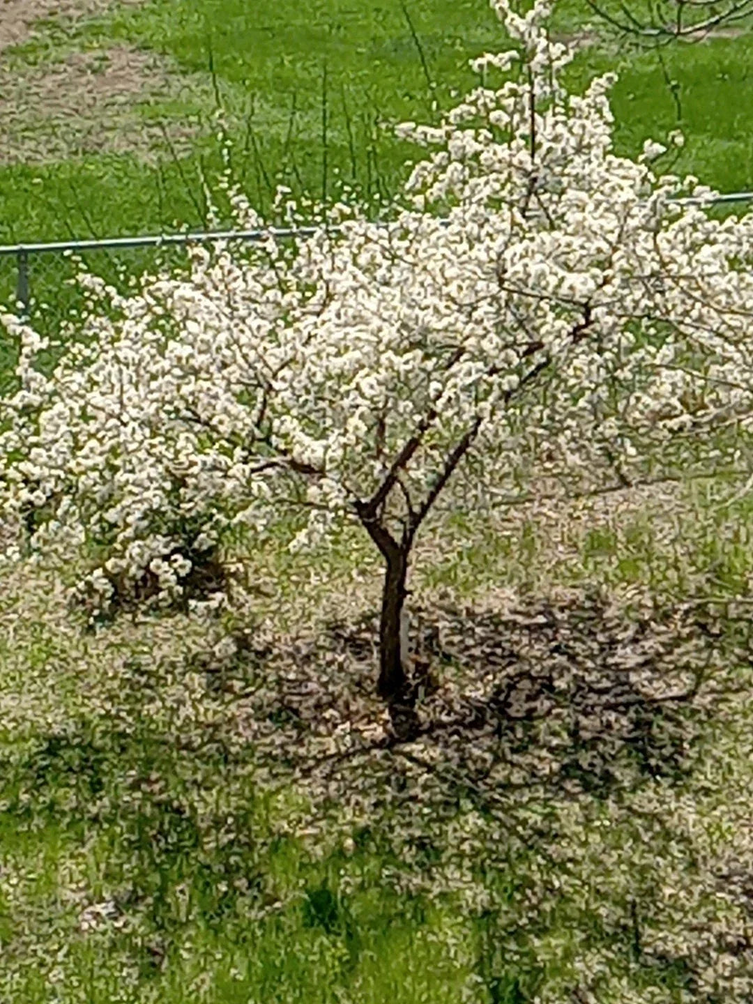 Live Small Plum Tree - Dwarf Prunus domestica - Compact Garden Tree for Zones 2-9
