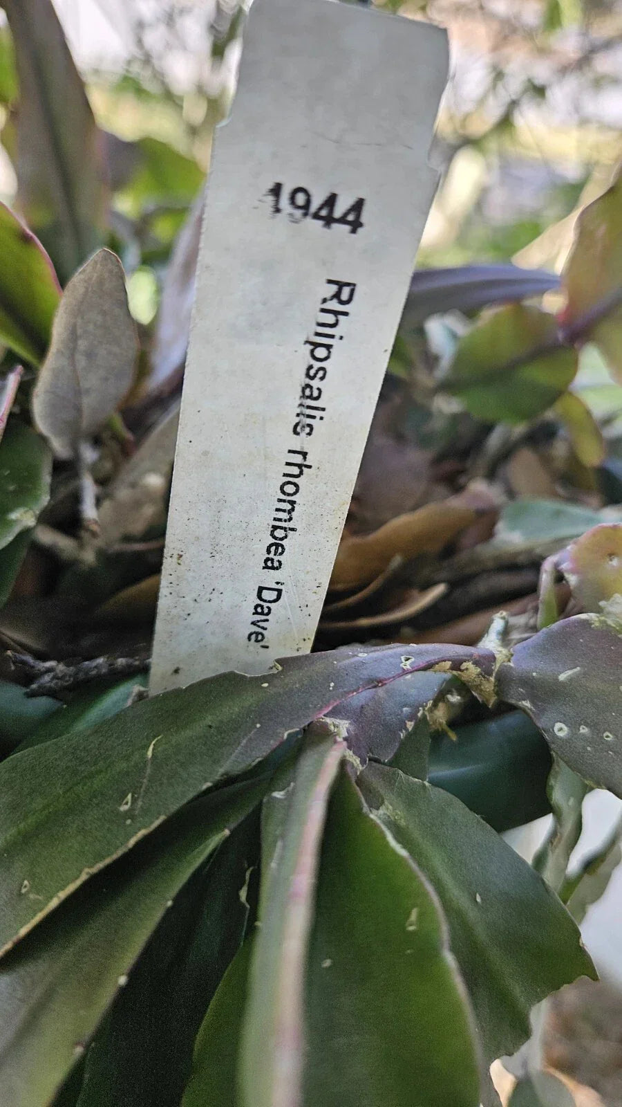 Rhipsalis Rhombea "Dave" - Draping Succulent Indoor Houseplant with 3 Leaf Segments, Hanging or Shelf Plant