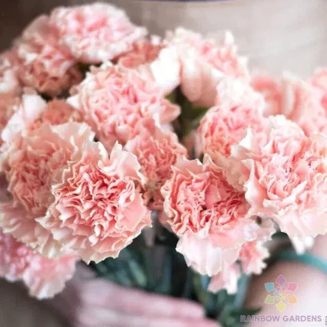 200+ Squier Pink Carnation Seeds for Garden Planting - Dianthus caryophyllus, Perennial, Pink Flowers, Easy to Grow, Full Sun, USA Grown