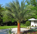 Bare Root Sylvester Palm Plant - 5 Inches Tall Phoenix sylvestris Indoor Tropical Decor