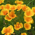California Golden West Poppy Seeds – 200+ Pack – Eschscholzia californica – Vibrant Yellow-Orange Flowers for Garden Planting