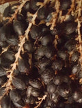 California Fan Palm Seeds - Washingtonia Filifera 75+ Fresh Seeds for Landscaping & Garden, 2024 Harvest