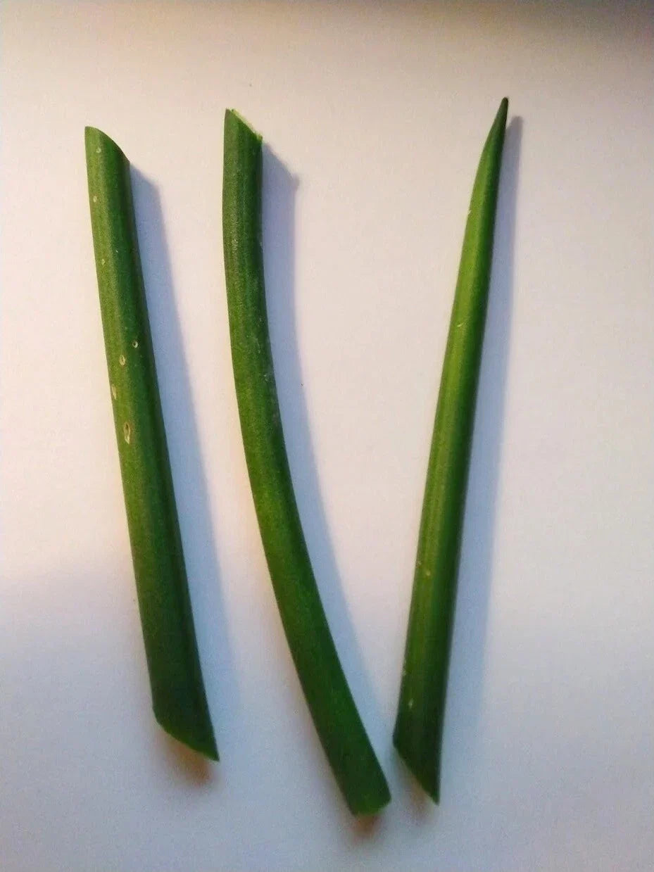 Fernwood Snake Plant Cuttings - Set of 3 Unrooted Sansevieria Trifasciata Houseplant Clippings