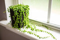String of Pearls Cuttings 3-4 Inch Succulent Propagation Senecio rowleyanus for Rooting, Trailing Plant