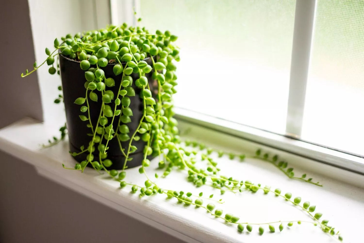 String of Pearls Cuttings 3-4 Inch Succulent Propagation Senecio rowleyanus for Rooting, Trailing Plant