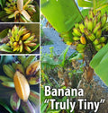 Musa Banana Plant Starter - Live Well-Rooted Small Musa acuminata Indoor Outdoor Garden