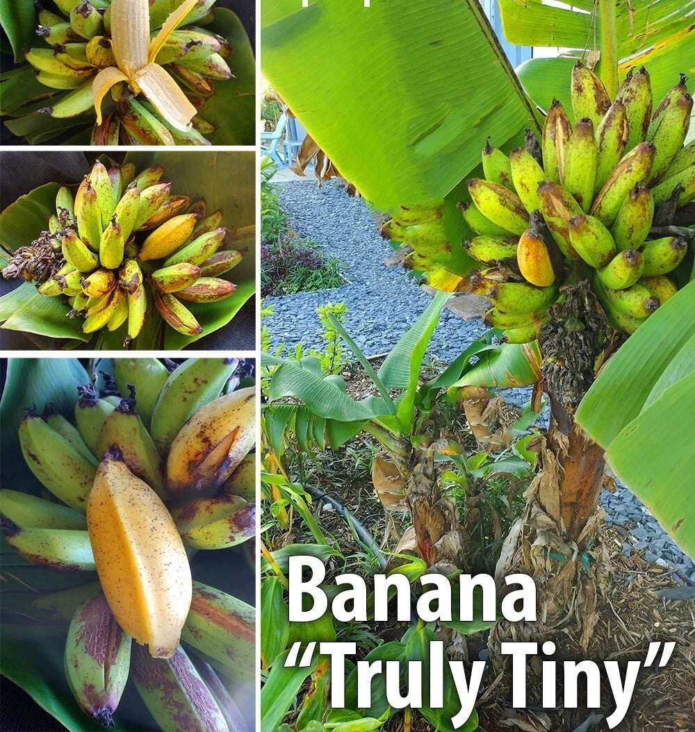 Musa Banana Plant Starter - Live Well-Rooted Small Musa acuminata Indoor Outdoor Garden
