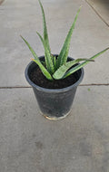 Aloe Vera Plant 5 Gallon Bare Root - Healthy Live Aloe barbadensis miller