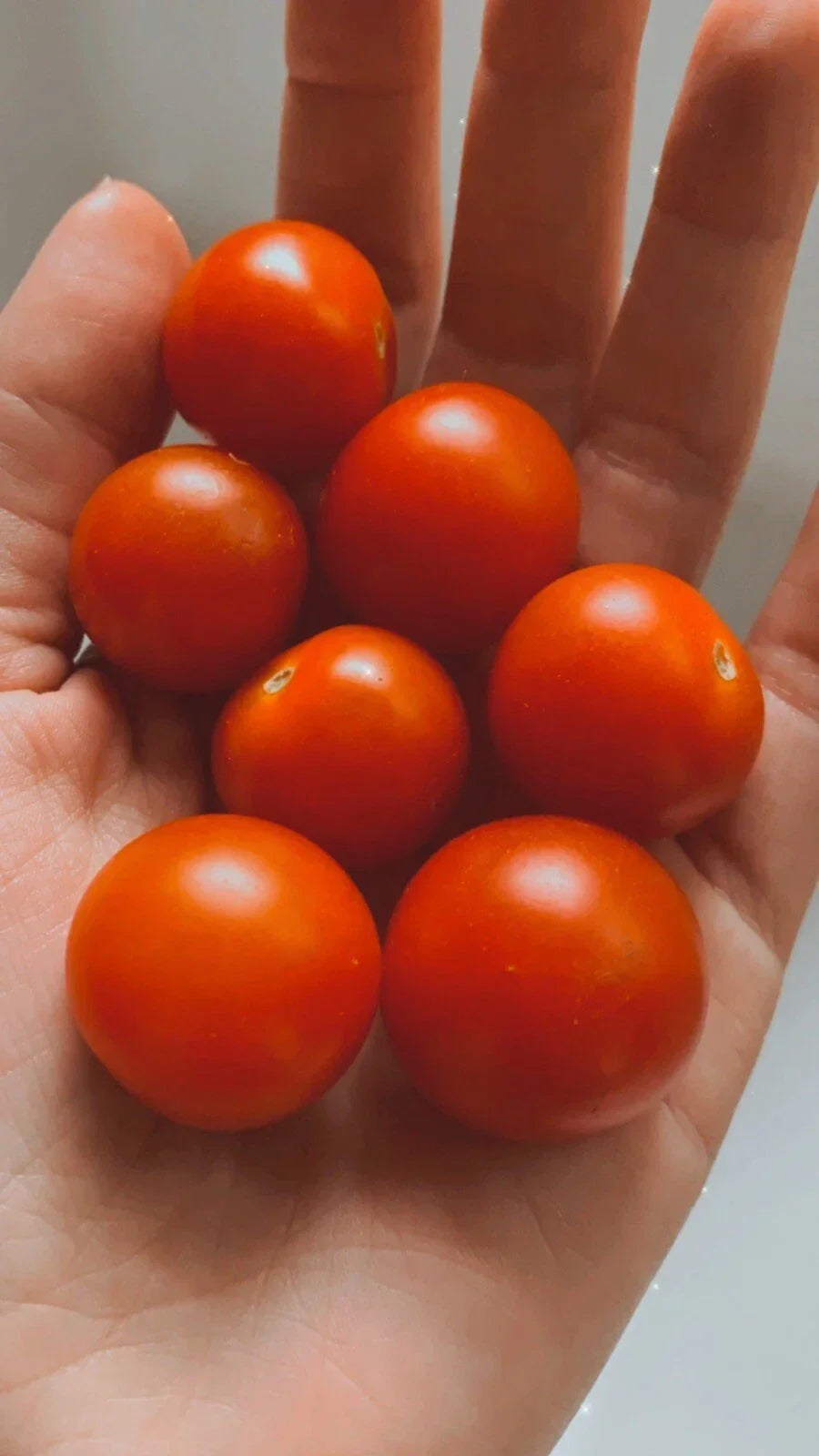 Large Cherry Tomato Seeds - 25 Non-GMO Organic Solanum lycopersicum for Gardening, Container & In-Ground Planting