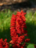 500+ Scarlet Red Sage Seeds | Wildflower Herb Salvia Coccinea | Attracts Pollinators, Easy to Grow, Annual Flower