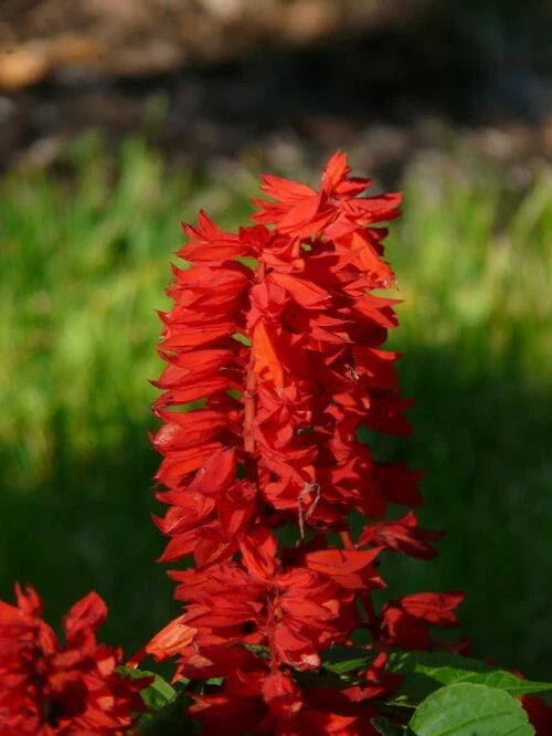500+ Scarlet Red Sage Seeds | Wildflower Herb Salvia Coccinea | Attracts Pollinators, Easy to Grow, Annual Flower