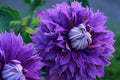 25 Double Purple Clematis Seeds | Perennial Climbing Vine | Clematis × jackmanii, Rich Purple Flowers