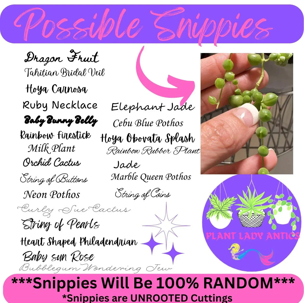 Mystery House Plant Cuttings Set of 6 – Indoor Propagation Variety for Home Decor & Plant Lovers