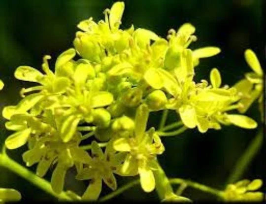 Woad Seeds 100 Pack Chinese Woad Isatis indigotica Medicinal Herb Seeds for Dyeing & Garden