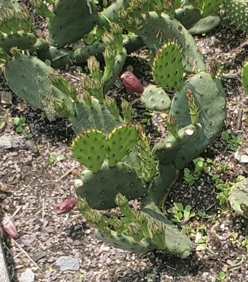Eastern Prickly Pear Cactus Cutting | Cold Hardy Opuntia humifusa | Drought Tolerant, Easy to Grow, Indoor & Outdoor Plant
