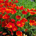 California Poppy Seeds - Red Chief Variety - Non-GMO Flower Seeds - Eschscholzia californica