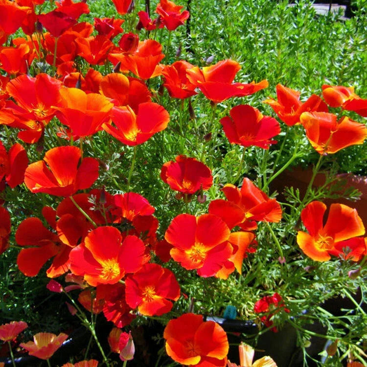 California Poppy Seeds - Red Chief Variety - Non-GMO Flower Seeds - Eschscholzia californica