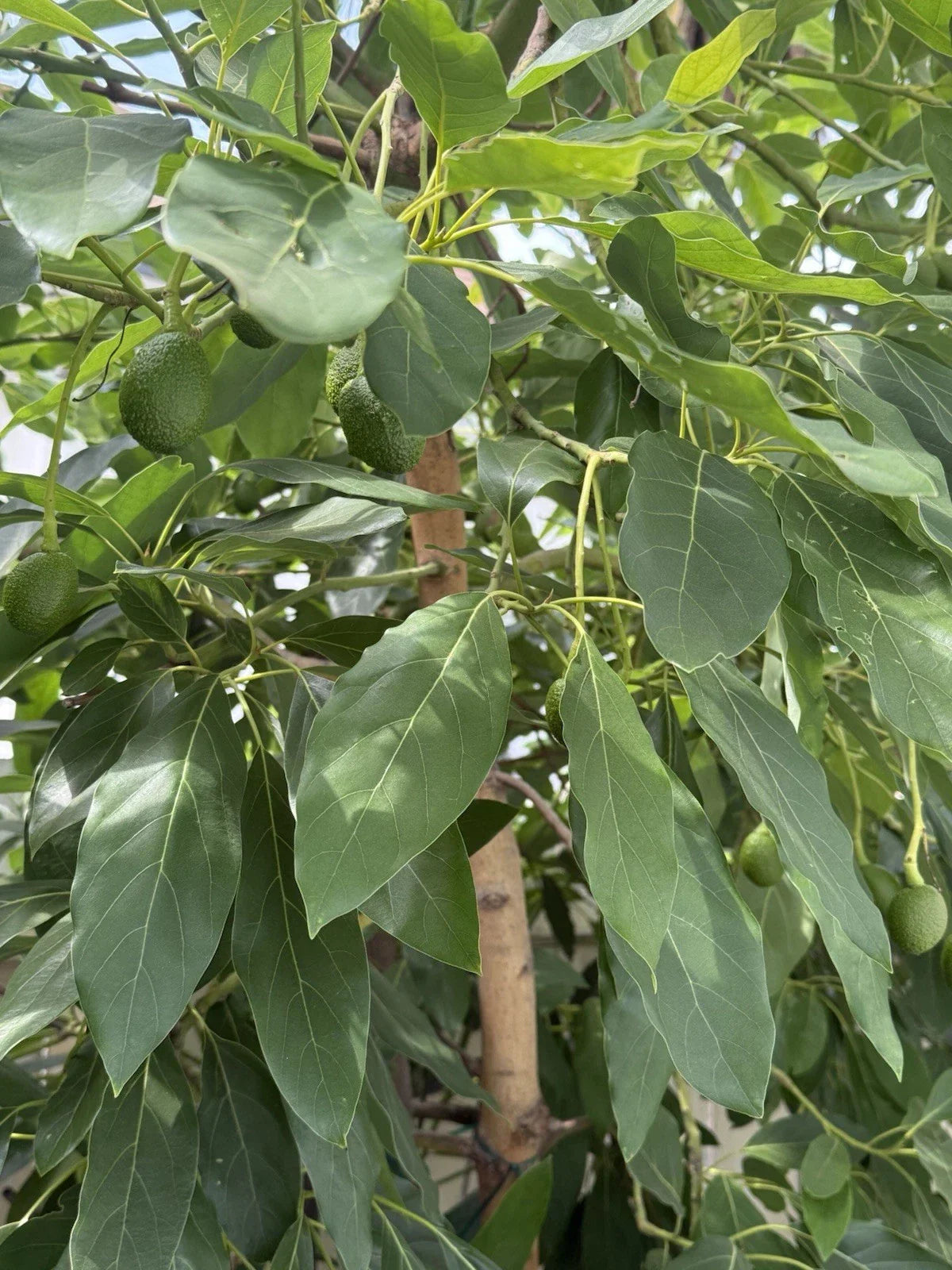 HASS Avocado Grafting Cuttings - 4 Scions for Propagation - Persea americana