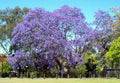 Jacaranda Mimosifolia Tree Seeds – Blue Flowering, Deciduous, Full Sun, 50 Seeds