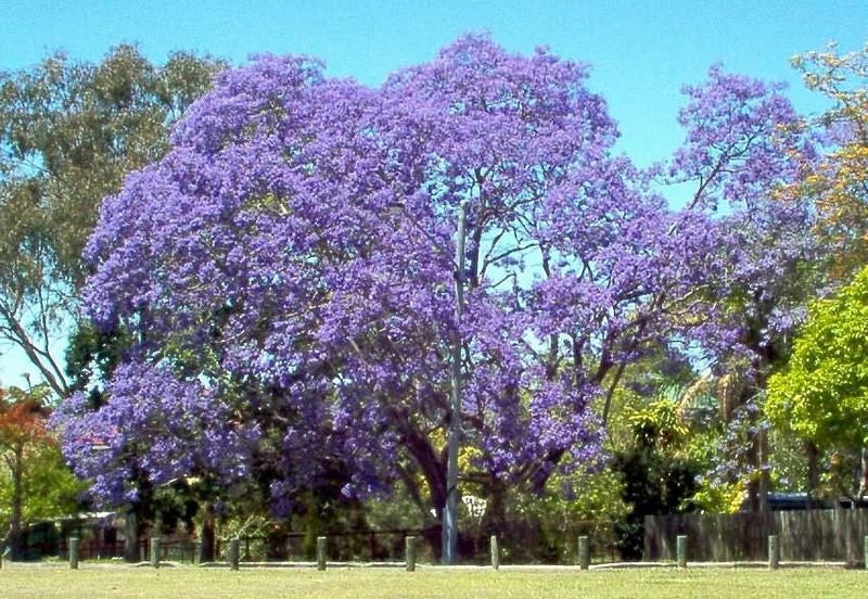 Jacaranda Mimosifolia Tree Seeds – Blue Flowering, Deciduous, Full Sun, 50 Seeds