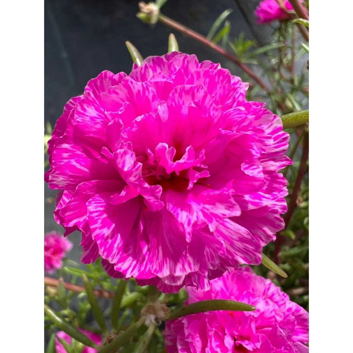 Unrooted Portulaca Grandiflora Purple Batik Cuttings - Colorful Succulent for Garden, Patio, and Container Planting