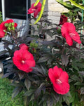 Mimi Hibiscus Plant - Small Rooted Starter with 6-8 Inch Pink Blooms - Hibiscus moscheutos