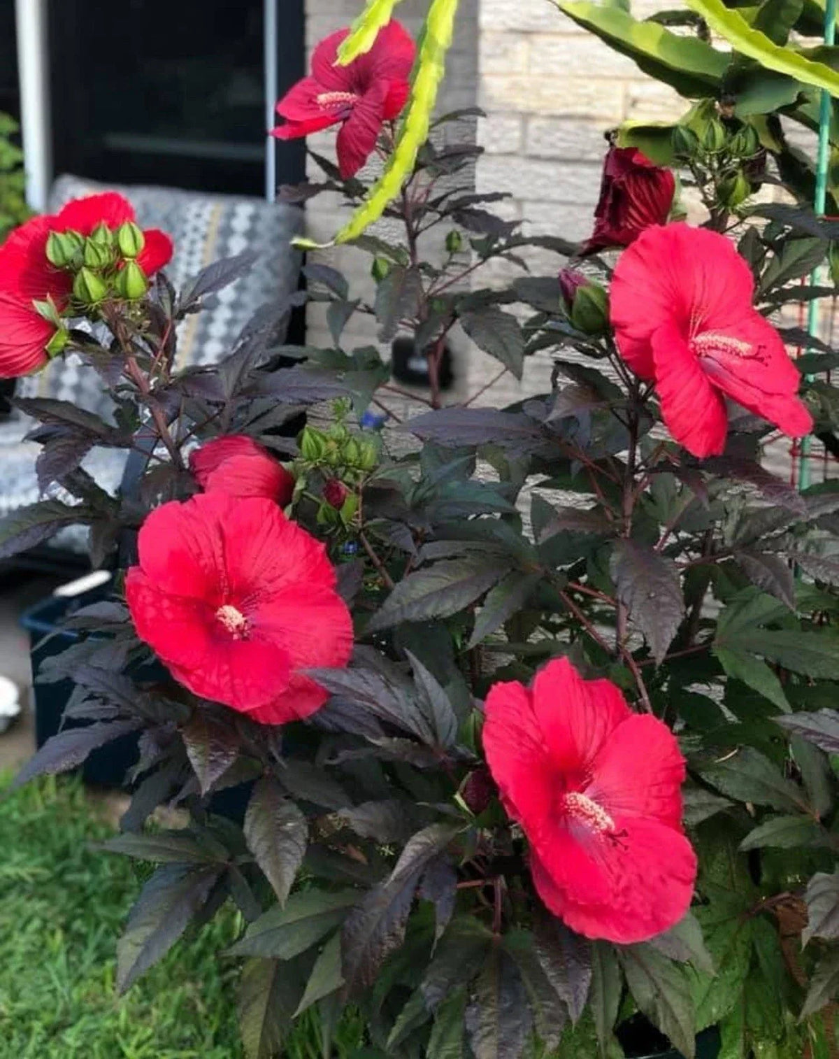 Mimi Hibiscus Plant - Small Rooted Starter with 6-8 Inch Pink Blooms - Hibiscus moscheutos
