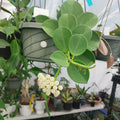 Hoya Pachyclada Plant in 3" Pot | Rare Exotic Indoor Houseplant | Climbing Hoya | Waxy Foliage | Easy Care