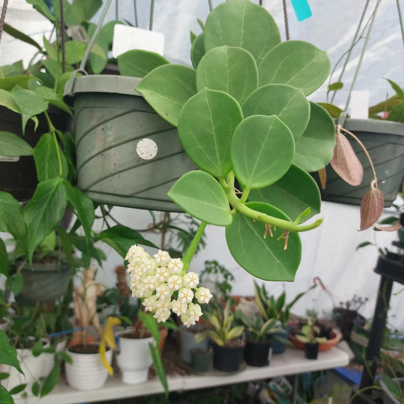 Hoya Pachyclada Plant in 3" Pot | Rare Exotic Indoor Houseplant | Climbing Hoya | Waxy Foliage | Easy Care
