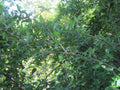 Silverberry Cuttings - 7 Rootless Elaeagnus angustifolia Propagation Material for Hedges and Windbreaks