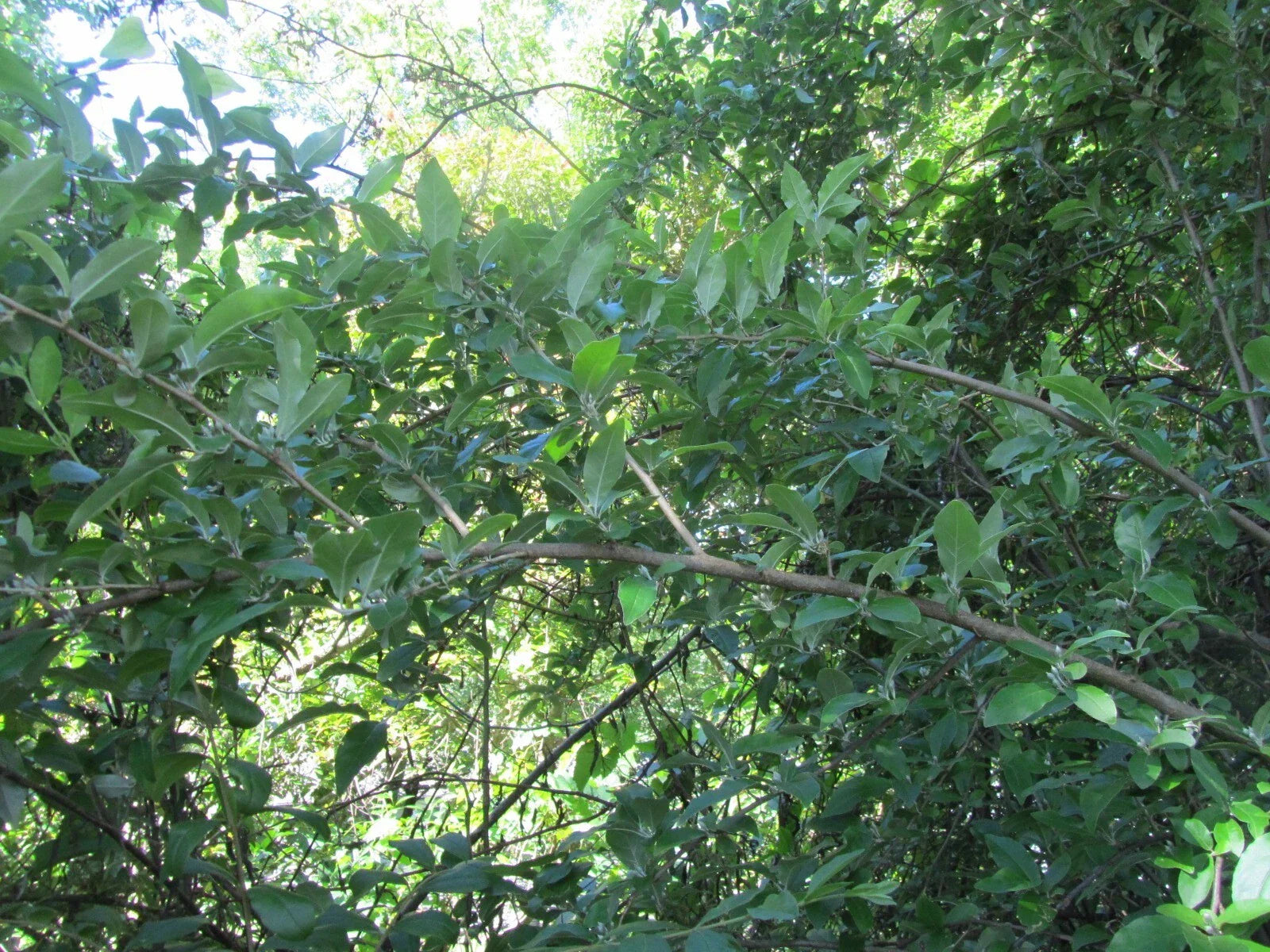 Silverberry Cuttings - 7 Rootless Elaeagnus angustifolia Propagation Material for Hedges and Windbreaks