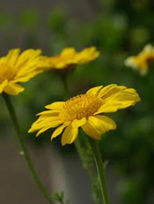 Garland Chrysanthemum Seeds 50+ Golden Yellow Blooms Chrysanthemum morifolium Garden Flower Seeds