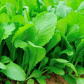 Tendergreen Mustard Seeds - Organic Non-GMO Spinach Mustard Seeds, Komatsuna Variety, Heirloom Gardening, Leafy Greens Seeds