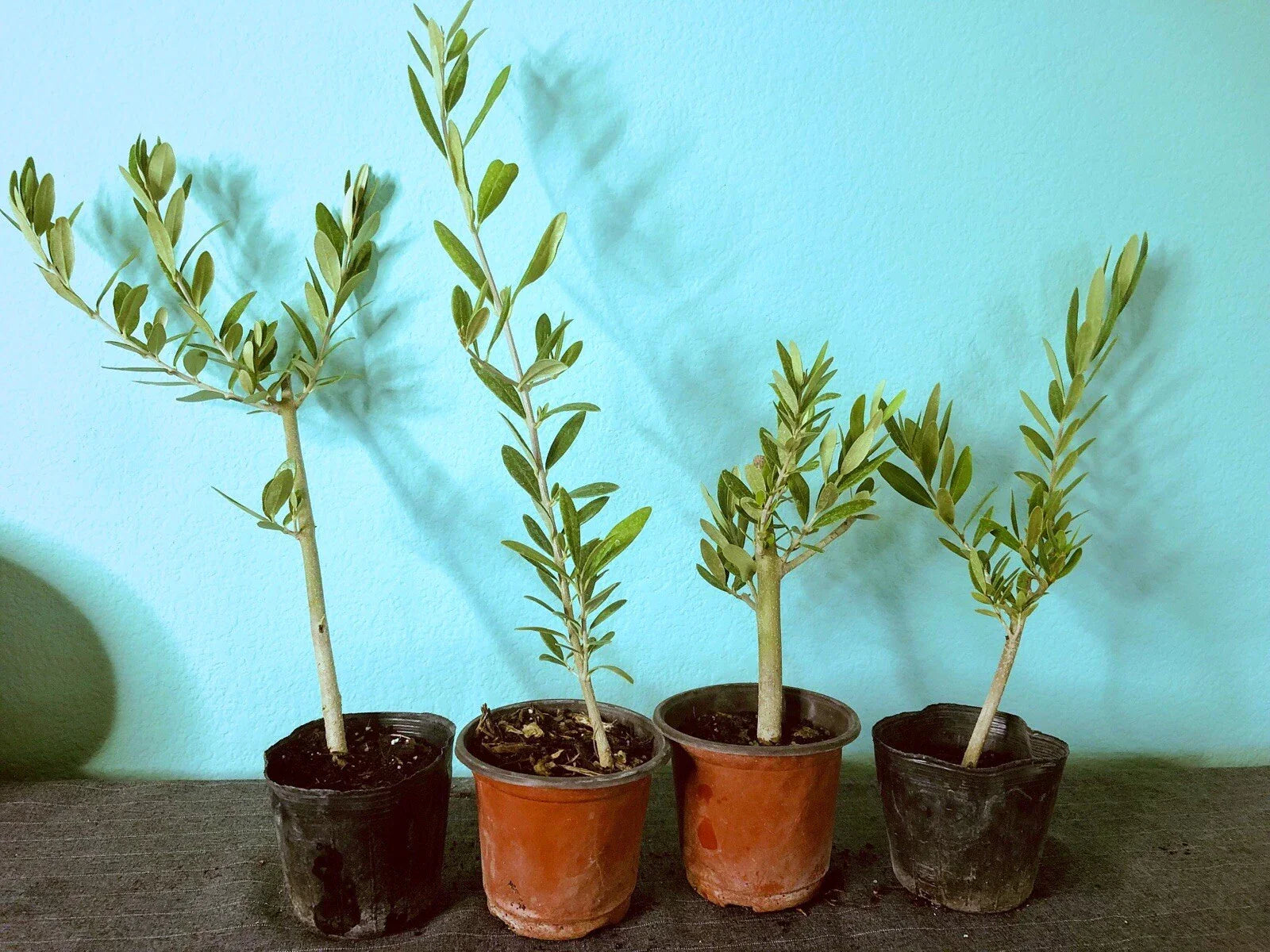 Olive Tree Live Plant – Fully Rooted Cutting – Olea Europaea – Indoor or Outdoor Garden, Drought-Resistant, 6-12 Inches