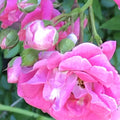 Heirloom Pink Seven Sisters Roses Climbing Bushes Live Plants, 10-15 Inches, Fragrant, Full Sun, Garden Trellis, Rosa 'Seven Sisters'