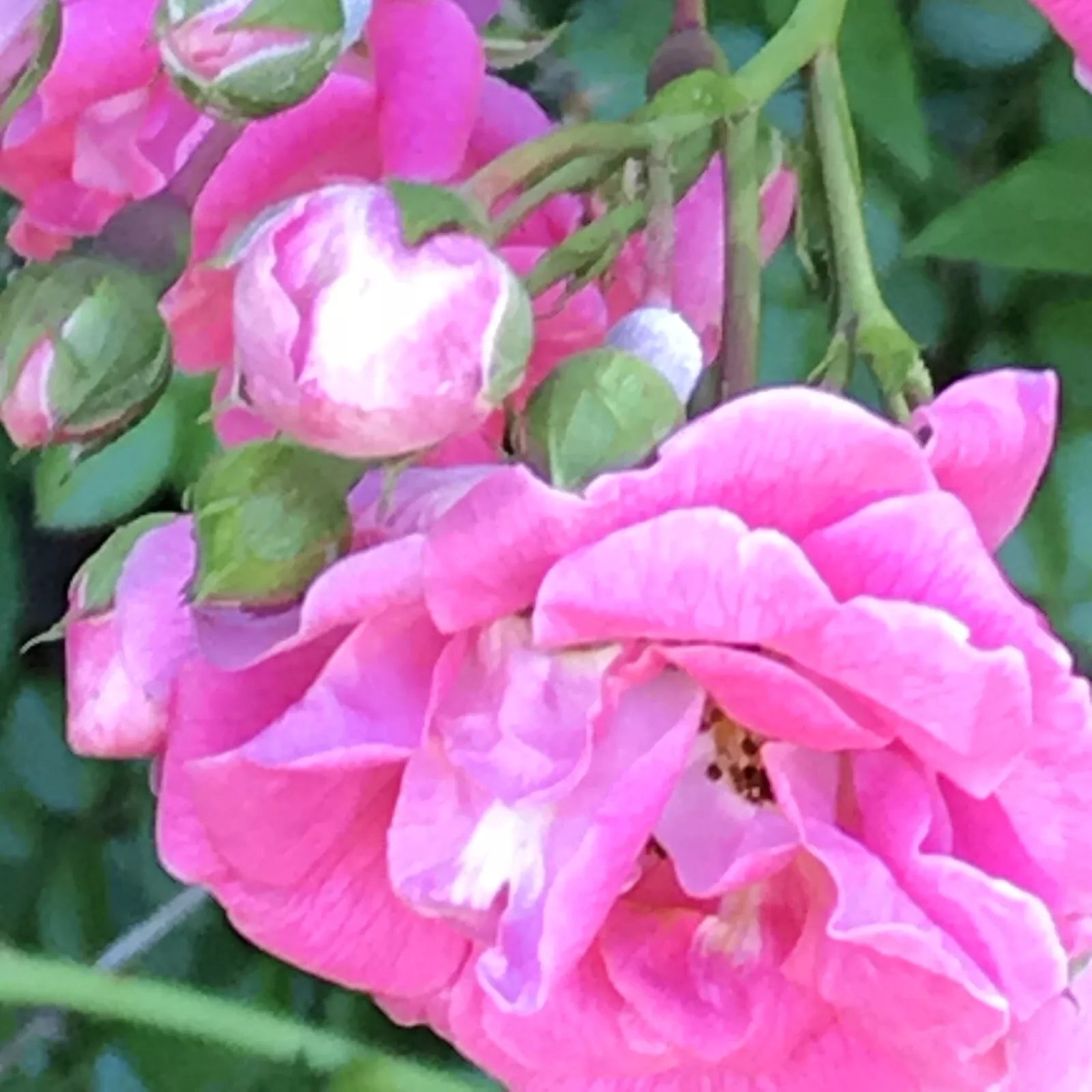 Heirloom Pink Seven Sisters Roses Climbing Bushes Live Plants, 10-15 Inches, Fragrant, Full Sun, Garden Trellis, Rosa 'Seven Sisters'