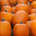 Jack O' Lantern Pumpkin Seeds – Carving Pumpkin, 10-20 lbs, Cucurbita pepo, Halloween Decor, Fall Festival, Bountiful Harvest