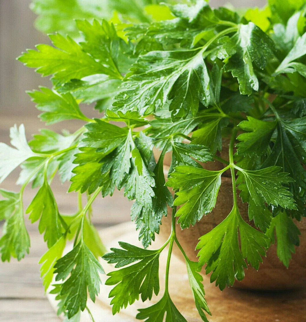 Giant Italian Flat Leaf Parsley Seeds | Herb Garden Seeds | Petroselinum crispum var. neapolitanum | Non-GMO, Culinary Herb