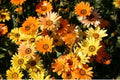 Dimorphotheca Flower Seeds - Mixed Colors - 2 Inch Blooms - African Daisy Seeds - Bright Garden Borders & Arrangements