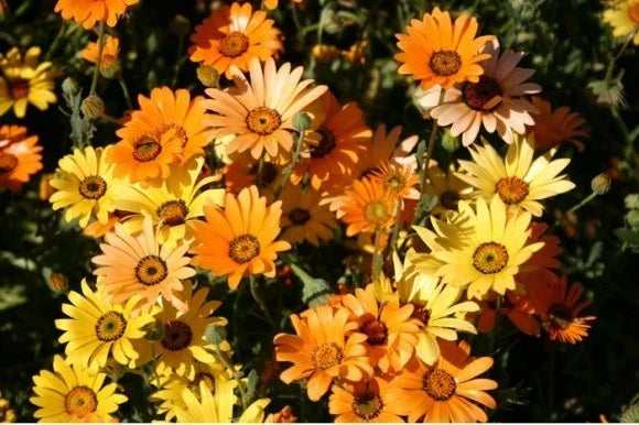 Dimorphotheca Flower Seeds - Mixed Colors - 2 Inch Blooms - African Daisy Seeds - Bright Garden Borders & Arrangements