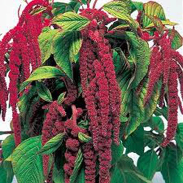 Love Lies Bleeding Seeds - 100+ Amaranthus caudatus Vibrant Red Foliage Cascading Flowers Seed Packet