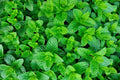 Organic Mojito Mint Plants - Mentha Villosa "Mojito" - Fresh Culinary Herb, Aromatic Gardening, Live 6 Pack