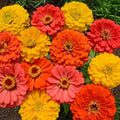 Zinnia Seeds Fruity Beauty Mix - Non-GMO, Vibrant Colors, Attracts Hummingbirds & Butterflies, 200 Seeds, Annual Garden Flowers