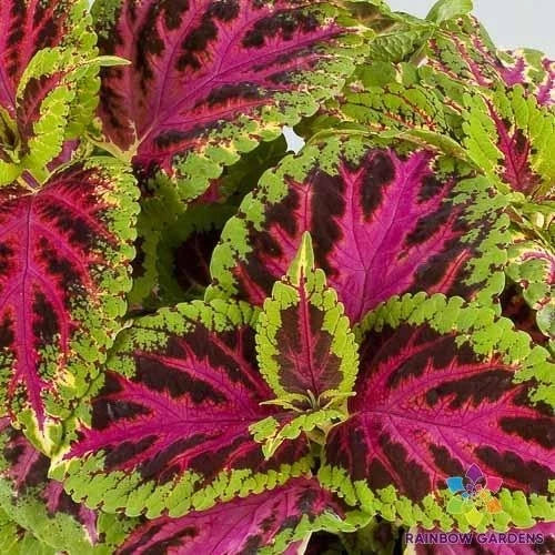 Coleus Seeds - Pack of 25+ Rainbow Color Pride - Solenostemon scutellarioides - Vibrant Garden Plant Seeds