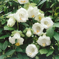 Brugmansia Suaveolens Seeds - 10 White Angel's Trumpet Flower Seeds - Fragrant Tropical Ornamental Plant