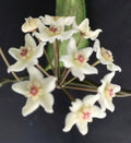Hoya oblongacutifolia Plant in 2.5" Pot – Easy Care Indoor Tropical Houseplant, Trailing Vine, Unique Waxy Foliage
