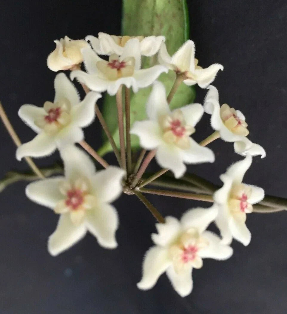 Hoya oblongacutifolia Plant in 2.5" Pot – Easy Care Indoor Tropical Houseplant, Trailing Vine, Unique Waxy Foliage