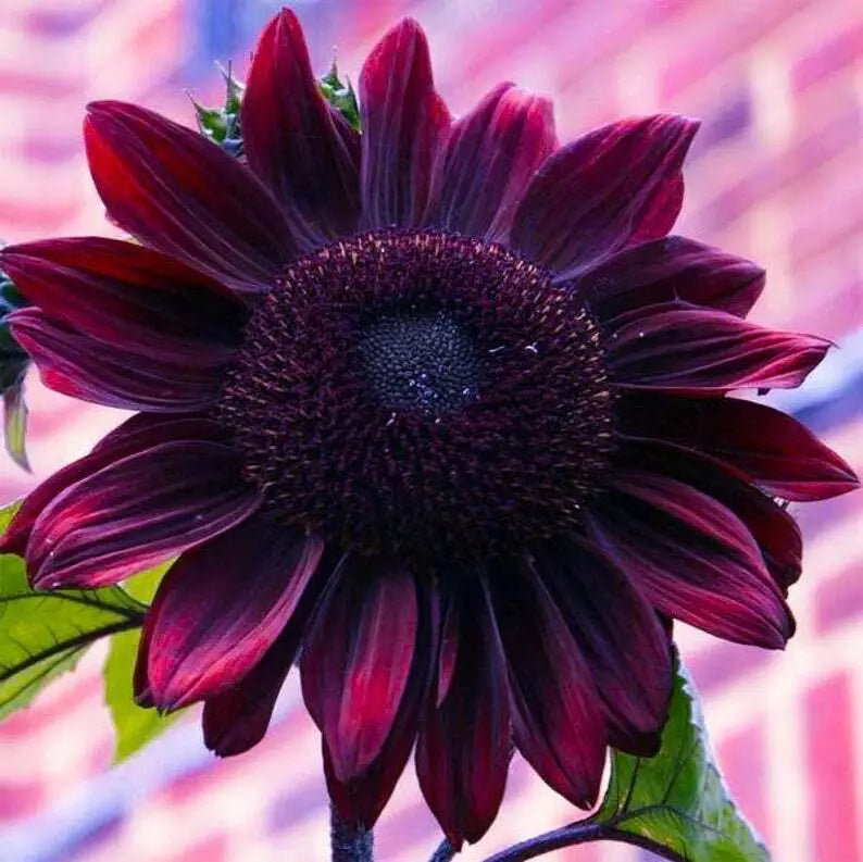 Chocolate Cherry Sunflower Seeds - Perennial Flower Seeds Pack of 25, Helianthus annuus, Dark Petals, Attracts Pollinators
