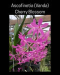 Vanda Orchid in 3-Inch Pot, Fragrant Cherry Blossom Bloom, Ascofinetia Hybrid, Indoor or Outdoor Plant