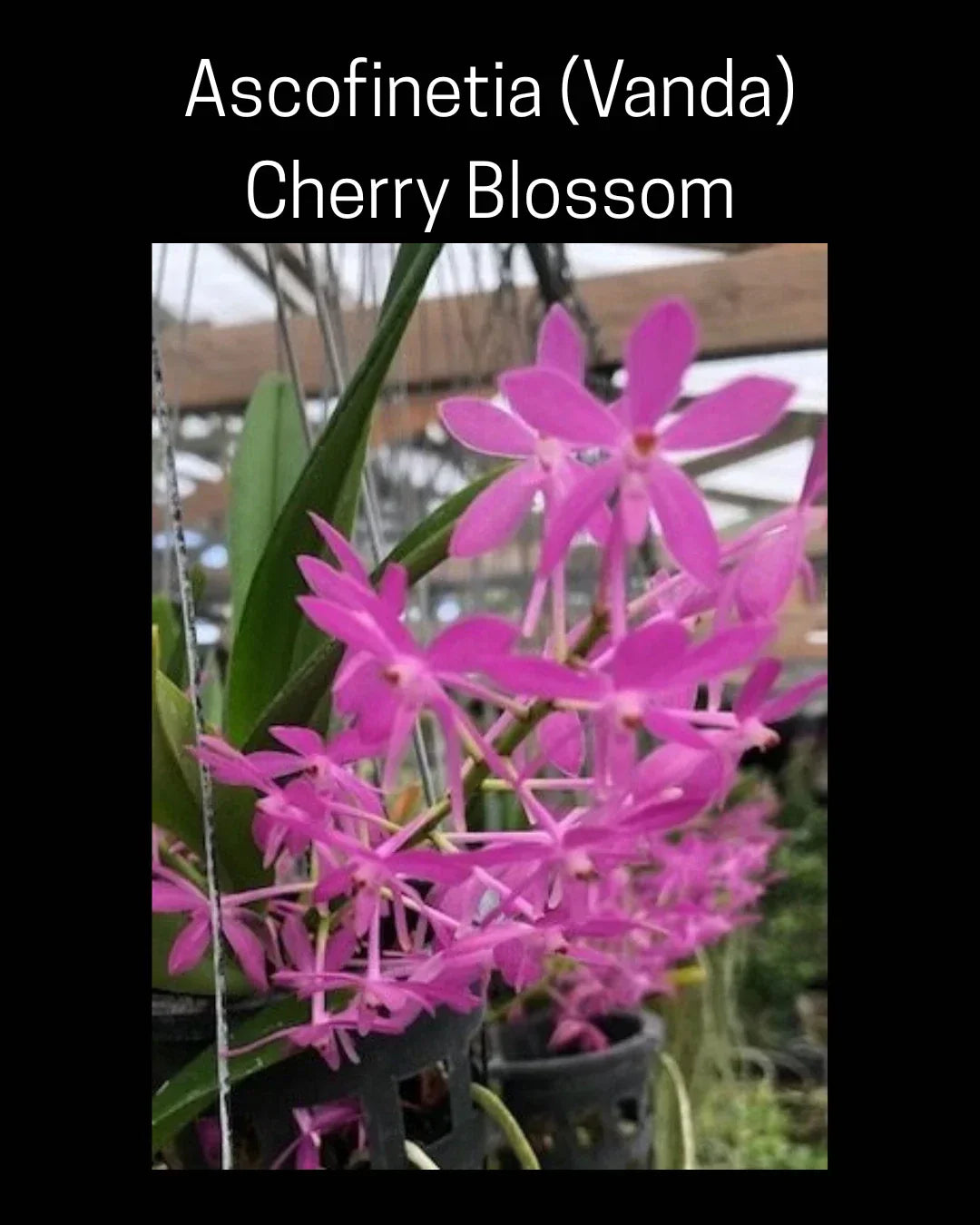 Vanda Orchid in 3-Inch Pot, Fragrant Cherry Blossom Bloom, Ascofinetia Hybrid, Indoor or Outdoor Plant